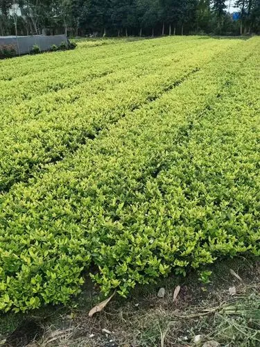 mile米乐m6官网：新手网球拍价钱一般多少